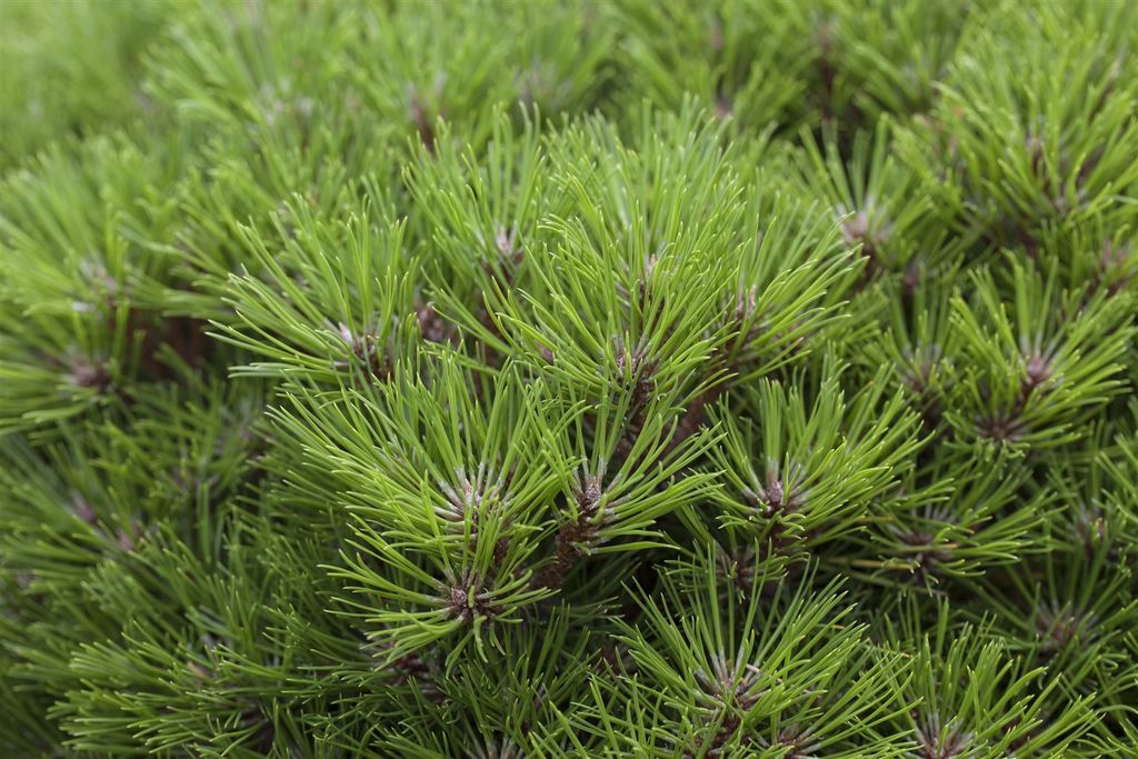 Pinus nigra 'Marie Bregeon', Schwarzkiefer, 30–40 cm