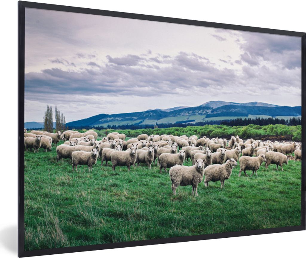 MuchoWow MuchoWow Gerahmtes Poster Schafe - Himmel - Landschaft 30x20 cm - Poster mit zchwarzem Bilderrahmen - Kunstdruck - Bild-Poster