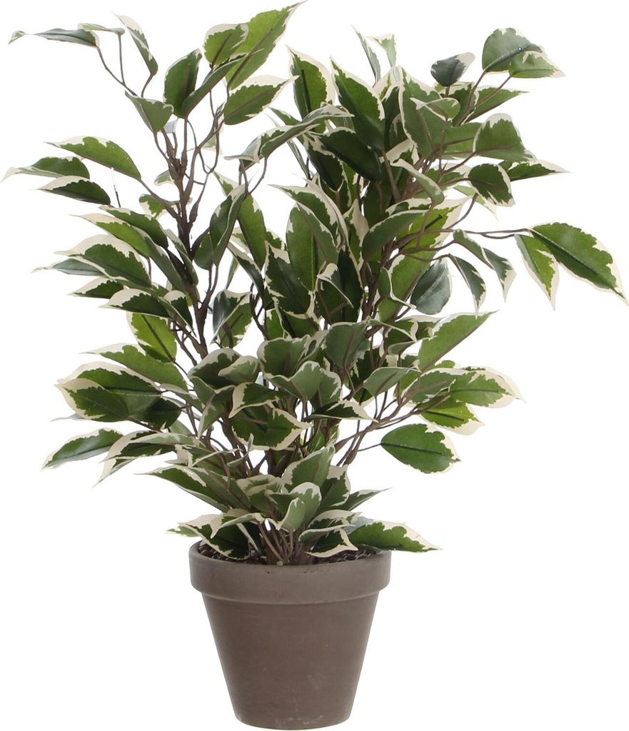 Kunstpflanze Ficus im Topf grün/mehrfarbig 40cm Produktbild 