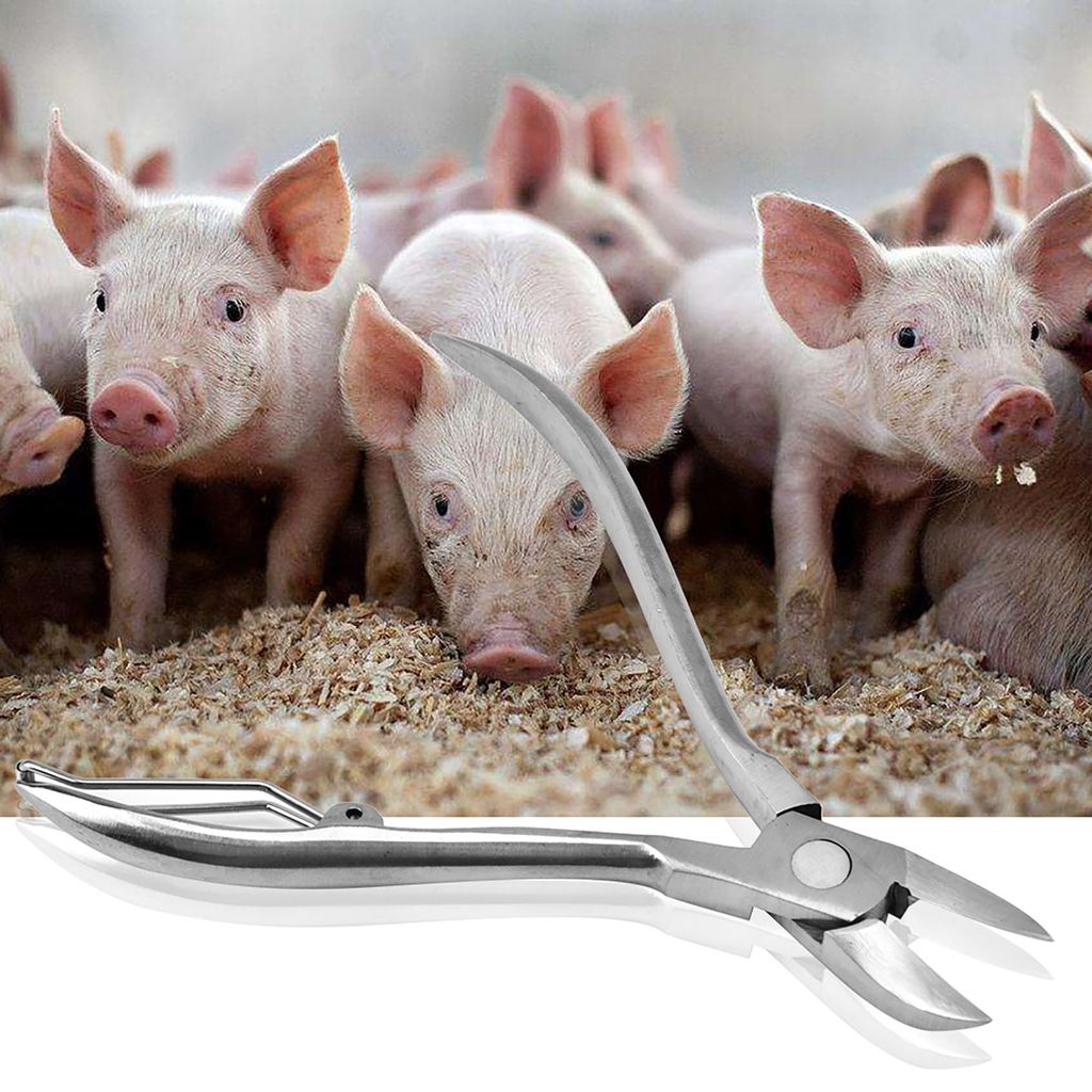 Edelstahl Ferkel Zähne Clipper Zähne Cutter Zahn Pinzette