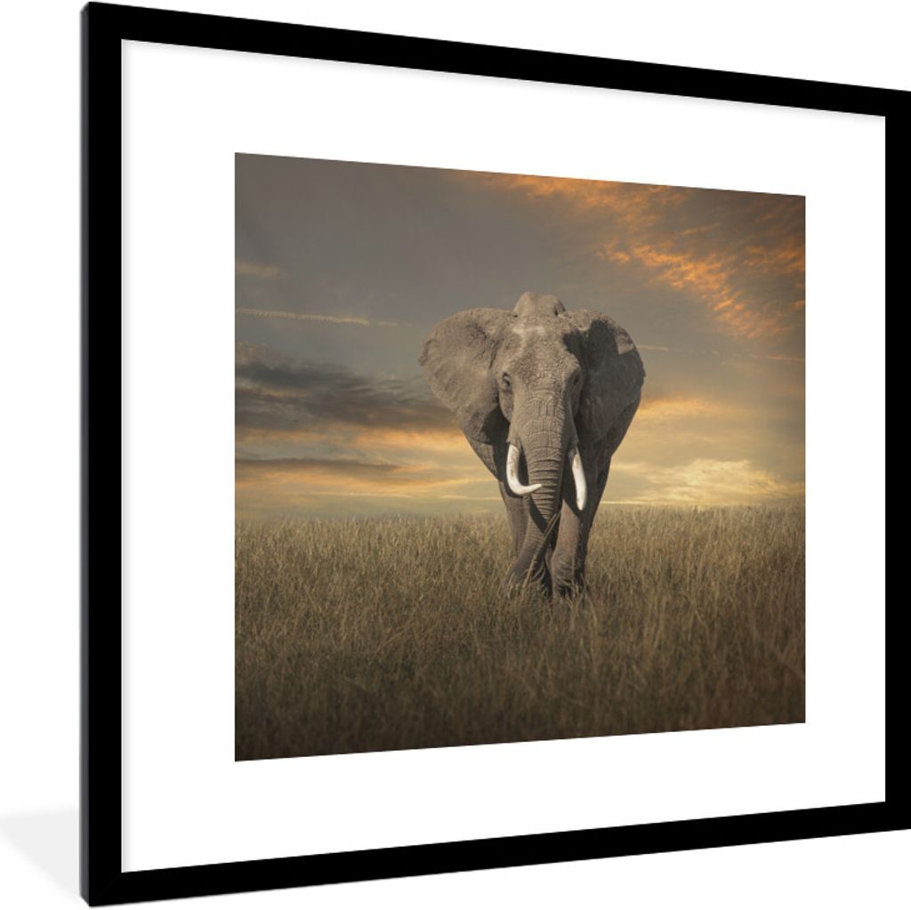 MuchoWow Gerahmtes Poster Weidender Elefant 40x40 cm - Poster mit Schwarzem Bilderrahmen Wandposter Rahmen Foto Bilder - Poster - Plakat im Rahmen