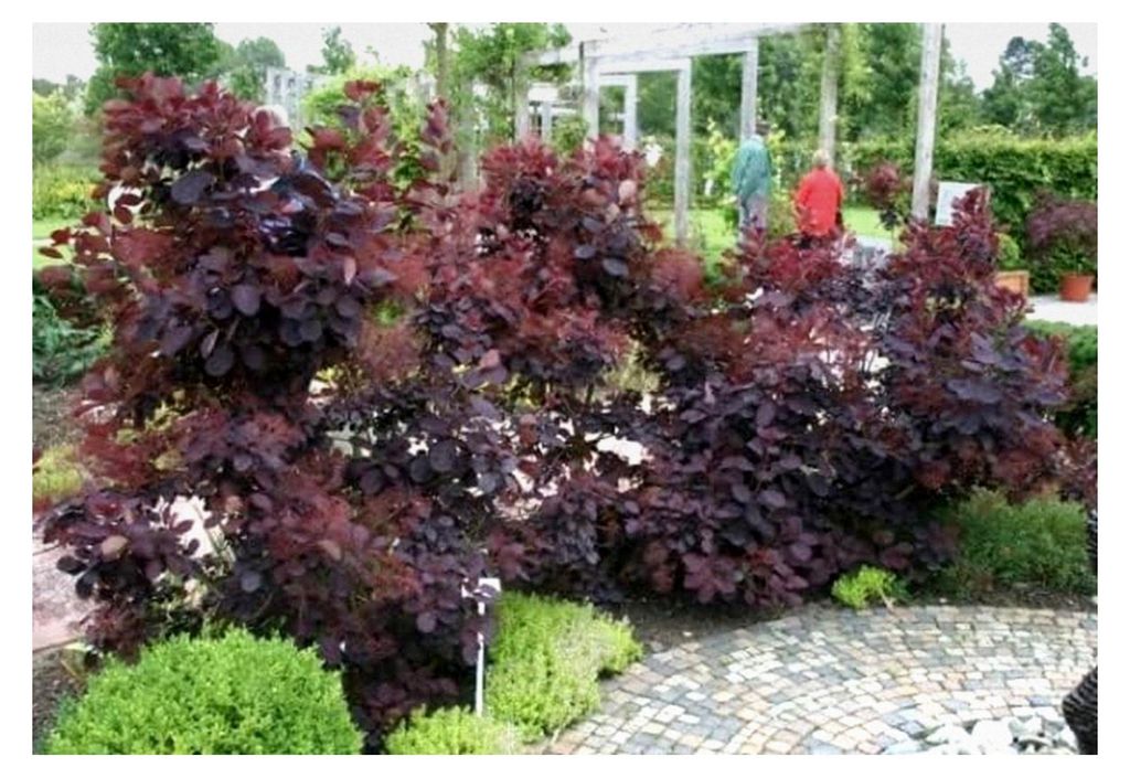 Perückenstrauch Royal Purple - Cotinus coggygria Royal Purple - Perückenbaum (40-60 cm)