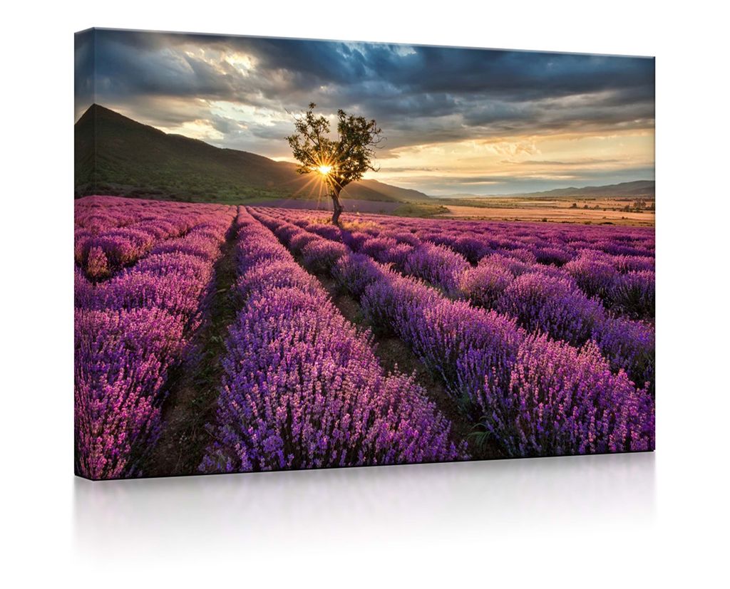 lightbox multicolor | LED Leuchtbild | Provence mit einsamen Baum | 60x40 cm | front lighted