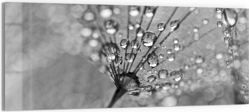 DEQORI Glasbild Acryl 125x50 cm 'Magische Tautropfen' Wandbild Bild modern Deko