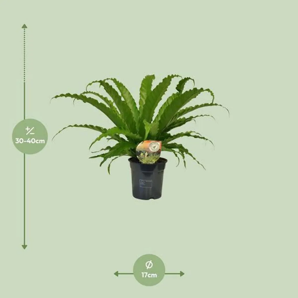 Plante verte Fougère Asplenium Osaka de 40cm pour décoration maison