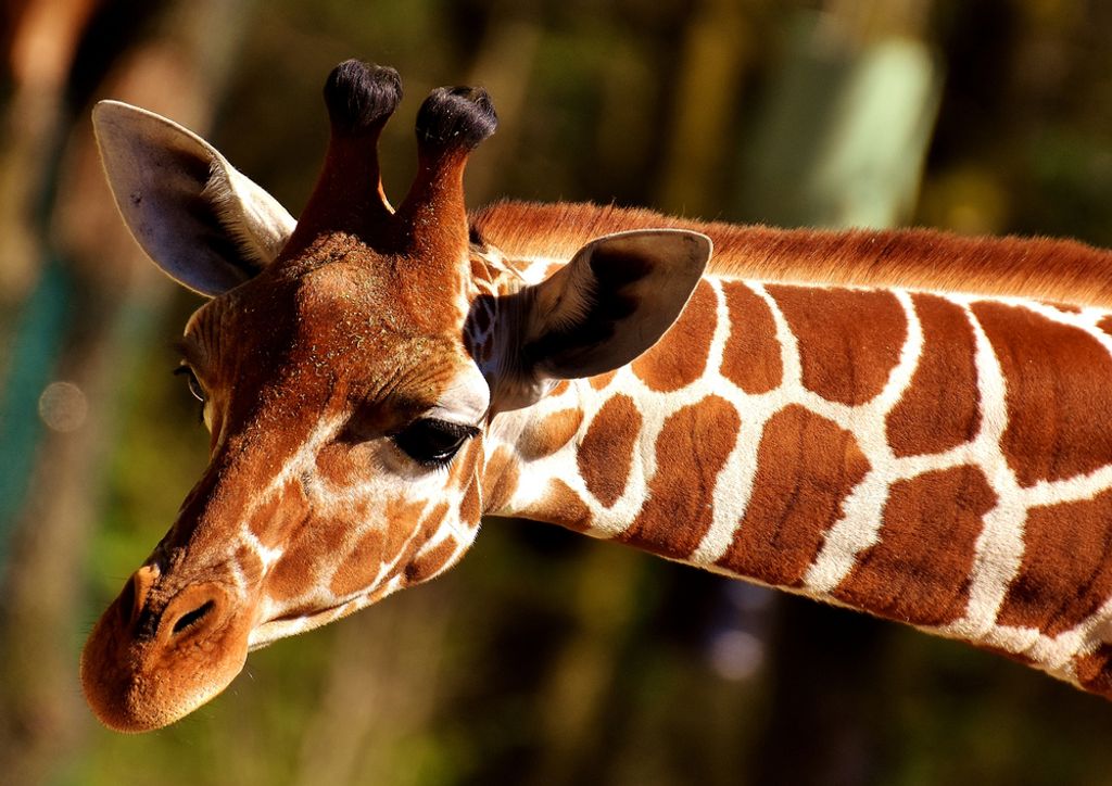 hansepuzzle 79082 - Giraffe Puzzle, 260 Teile, Natur, 41,0 x 28,0cm mit hochwertiger Aufbewahrung, Kartonbox und wiederverschließbarem Beutel