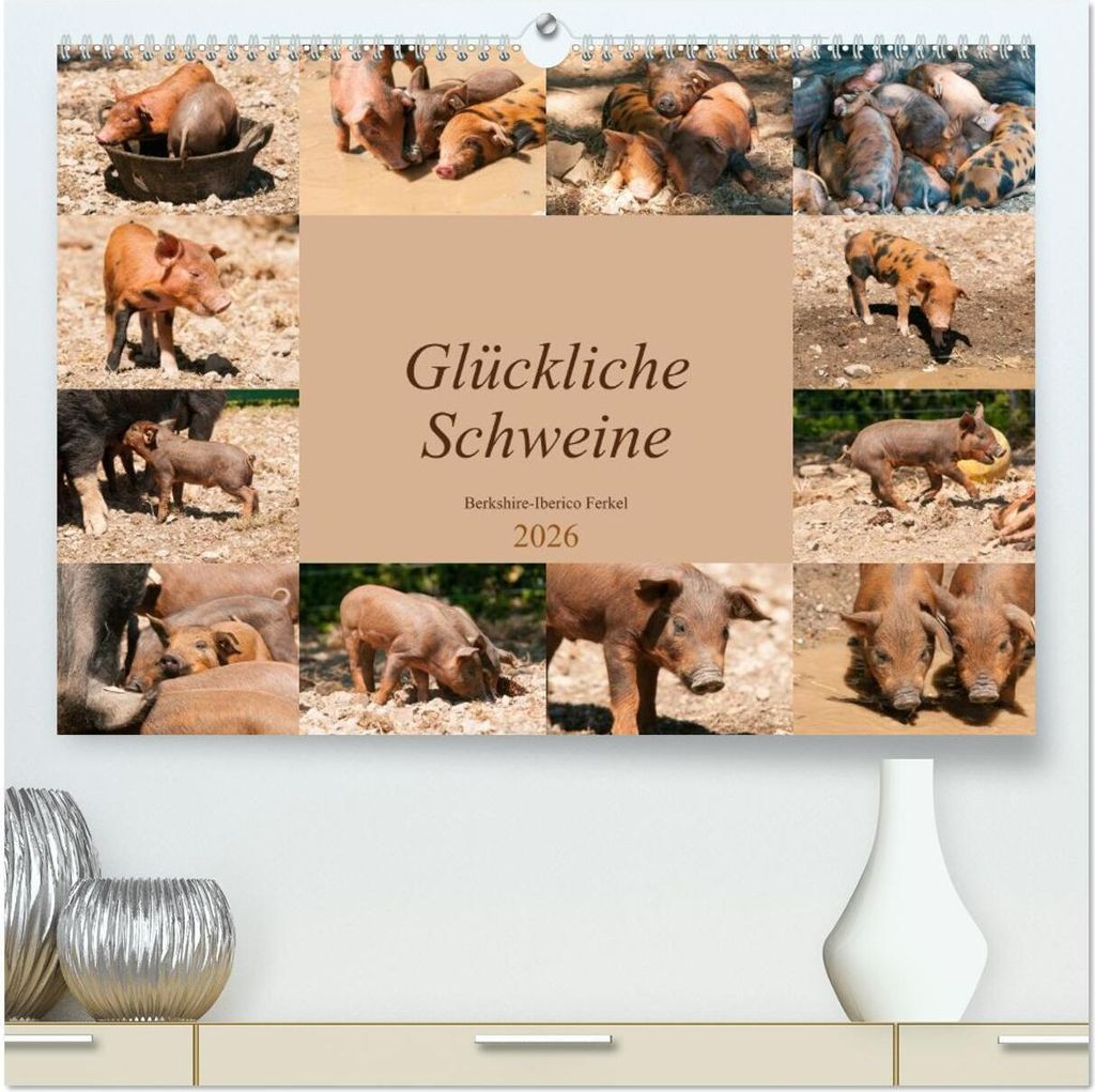 Glückliche Schweine Berkshire-Iberico Ferkel (hochwertiger Premium Wandkalender 2026 DIN A2 quer), Kunstdruck in Hochglanz