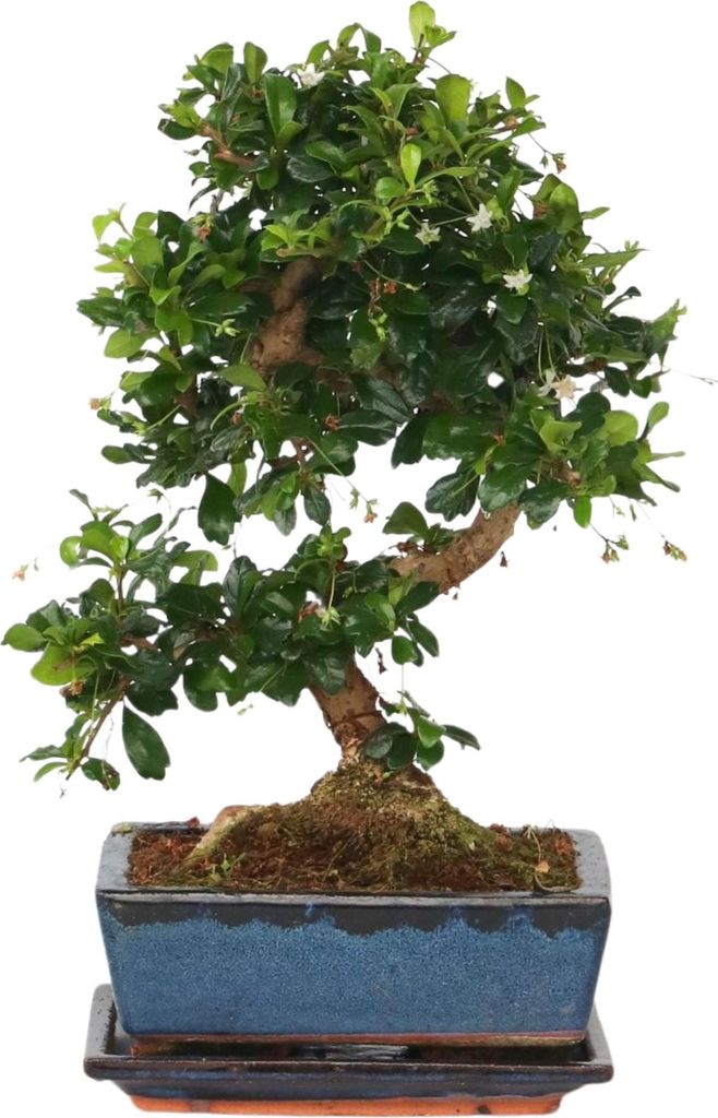 Drzewko herbaciane Fukien - Carmona microphylla - Wysokość Zdjęcie produktu 