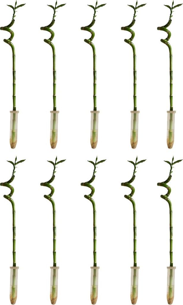 Bloomique - Zestaw 10 sztuk - Dracena Sanderiana - Bambus Zdjęcie produktu 