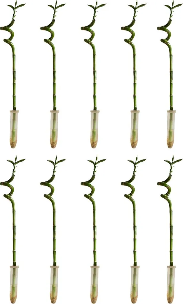 Lucky Bamboo 40-50cm Lot de 10 - Plantes D'intérieur Facile Entretien