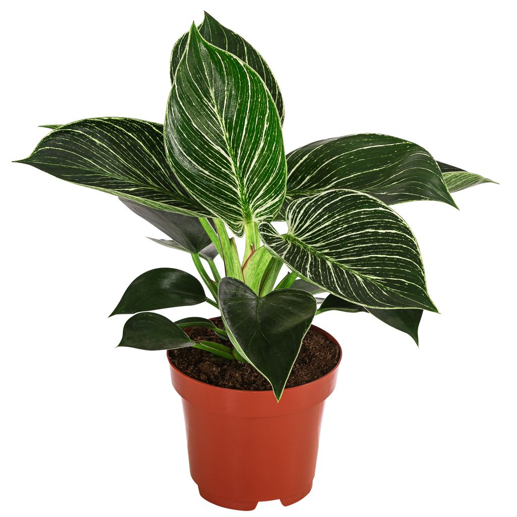 Dehner Baumfreund White Wave, Philodendron, grün-weiß Produktbild 