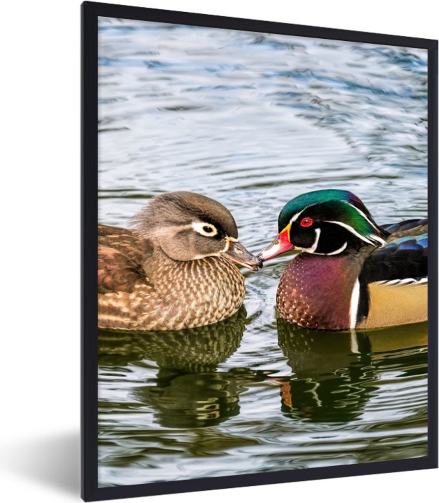 MuchoWow Gerahmtes Poster Ente - Vögel - Wasser - Federn - Tiere 30x40 cm - Poster mit Schwarzem Bilderrahmen Wandposter Rahmen Foto Bilder - Wa...