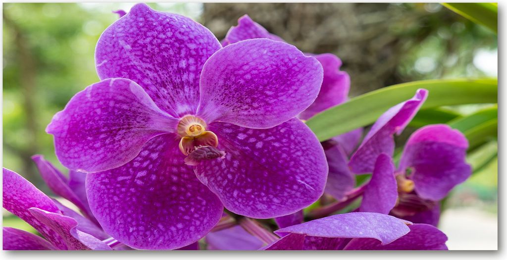 Tulup Leinwandbild - 120x60 cm - Wandkunst - Drucke auf Leinwand - Leinwanddruck - Blumen & Pflanzen - Lila - Orchidee