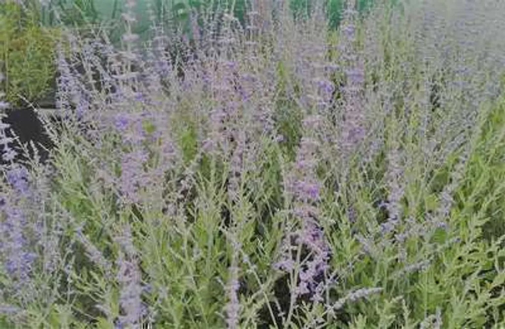 Arbuste Roseau bleu Perovskia Blue Spire en pot - Taille 60-80 cm