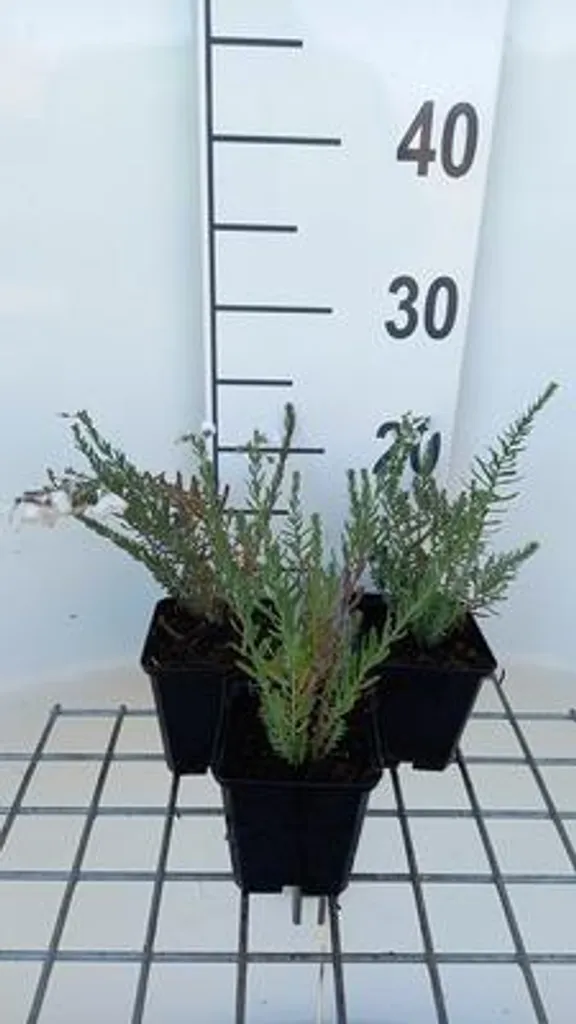 Linum perenne Diamant - Lot de 6 Lin Vivace Blanc en Pots de 9x9 cm