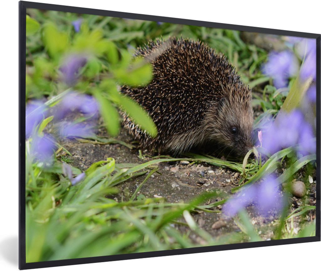 MuchoWow Gerahmtes Poster Igel hinter Blumen 90x60 cm - Poster mit Schwarzem Bilderrahmen Wandposter Rahmen Foto Bilder - Fotorahmen - Foto-Plakat