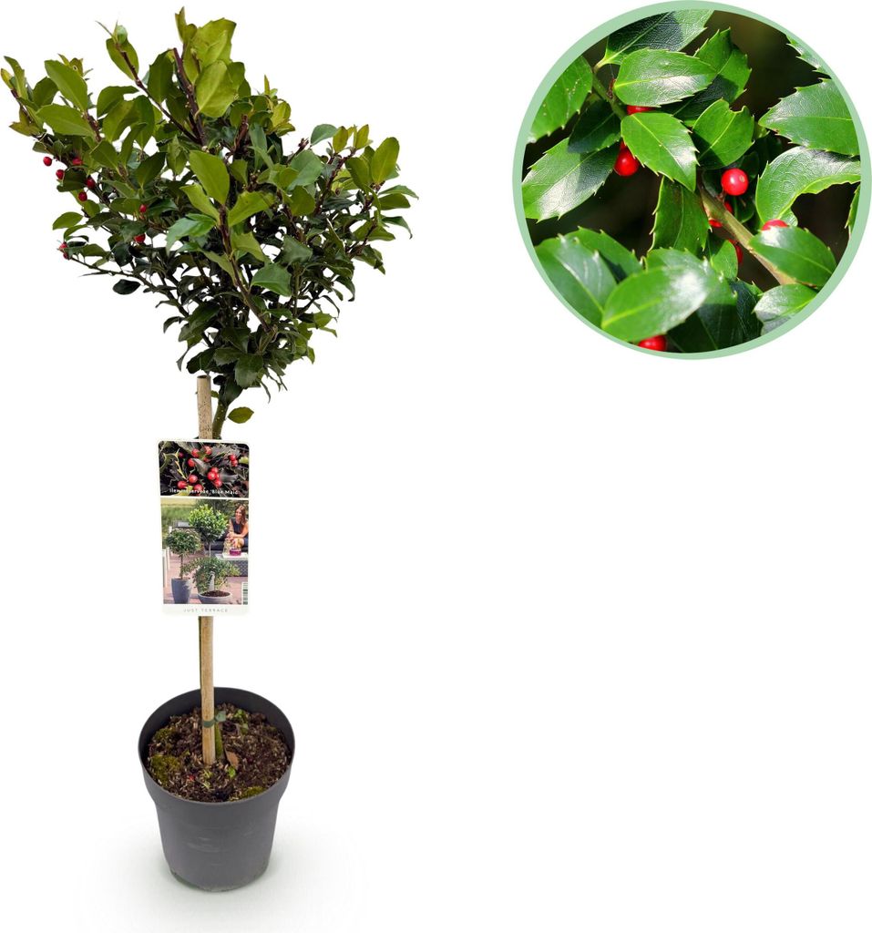 Ilex meserveae Blue Maid - Stamm-Pflanze - Terrassenpflanze - Laubabwerfend - Wenig Pflege - 80-90cm - Ø19cm - Gartenpflanze