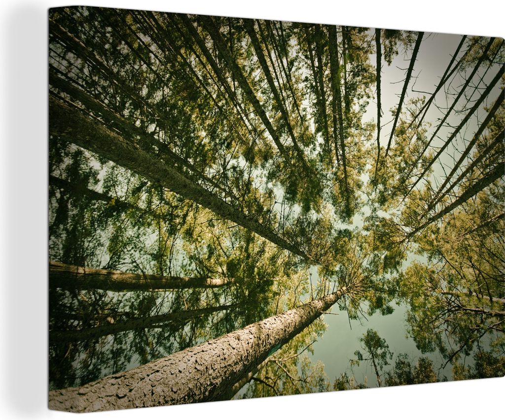 OneMillionCanvasses - Leinwandbilder - 140x90 cm, Foto vom Boden der Fichte, Wandbilder Kunstdruck Wanddekoration - Foto auf Leinwand - Gemälde ...