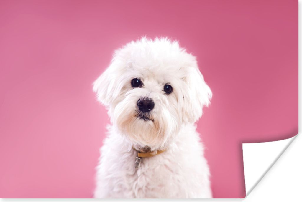 MuchoWow Poster Malteser Hund mit rosa Hintergrund 180x120 cm - Fotoplakat