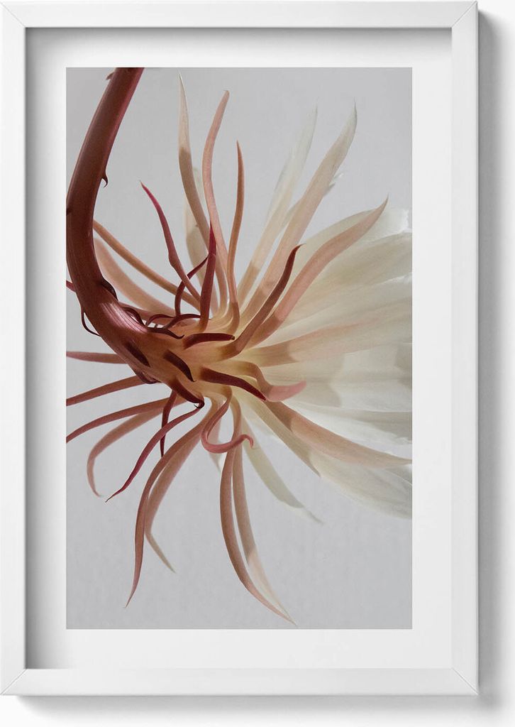Eine zarte Boho-Pflanze– Wandbild mit Rahmen – Gerahmtes Bild – Wanddekoration – 40x60 cm – Weiß