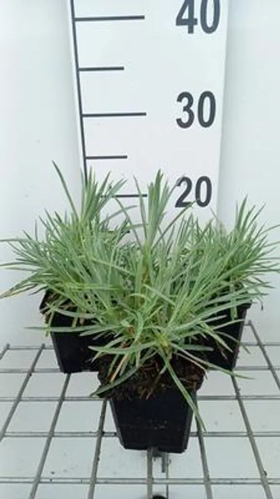 6 x Dianthus plumarius Albus Plenus - Œillets blancs doubles en pot 9cm