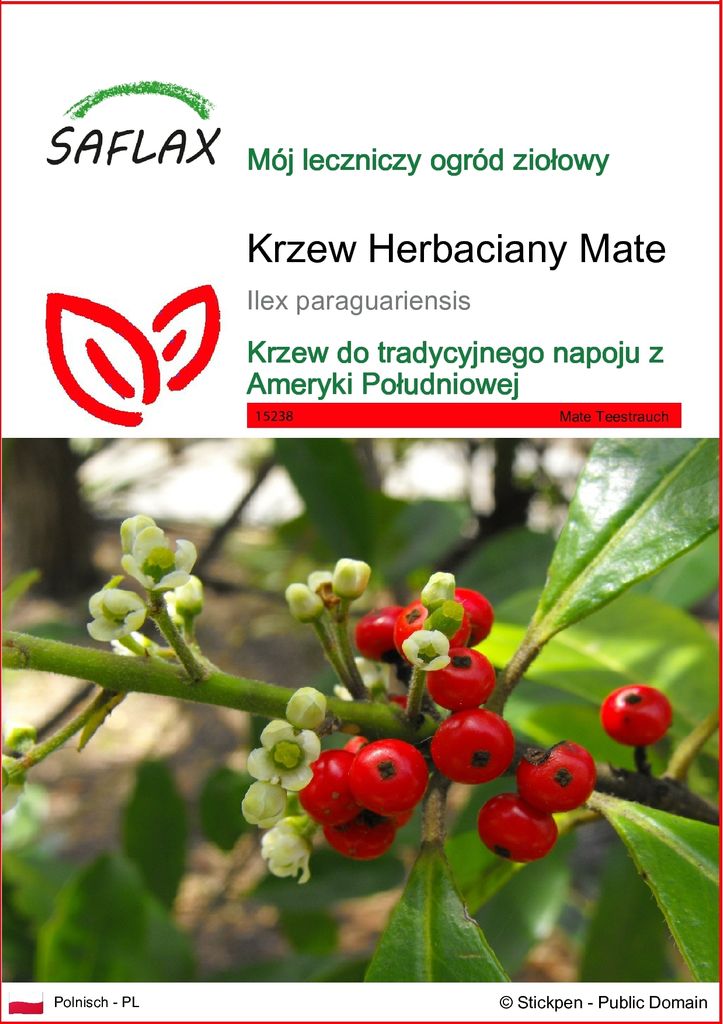SAFLAX - Krzew Herbaciany Mate - 10 Nasiona - Ilex Zdjęcie produktu 