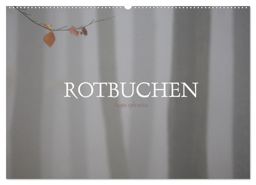 Rotbuchen (Wandkalender 2027 DIN A2 quer), CALVENDO Monatskalender