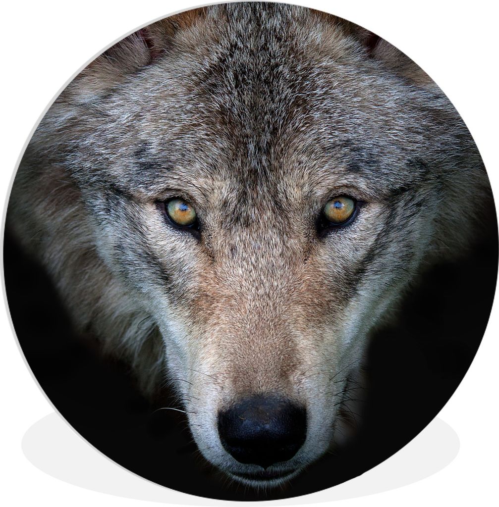 MuchoWow Rundes Wandbild - Runde Bilder Wolf - Porträt - Schwarz Ø 30 cm Kreis Wanddekoration Kunststoff - Wandkreis - Wandschmuck - Schlafzimm...