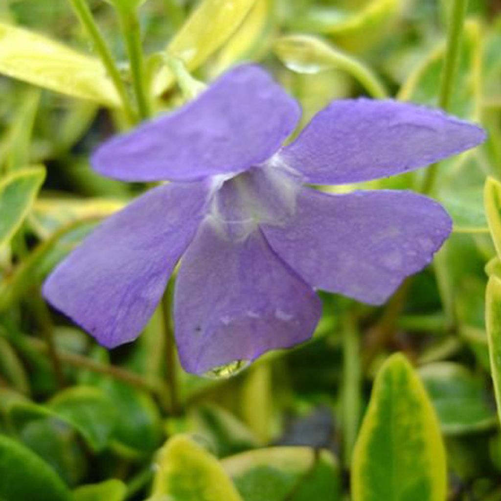 6 x Immergrün - Vinca minor 'Aureovariegata' | Topf 9cm x 9cm