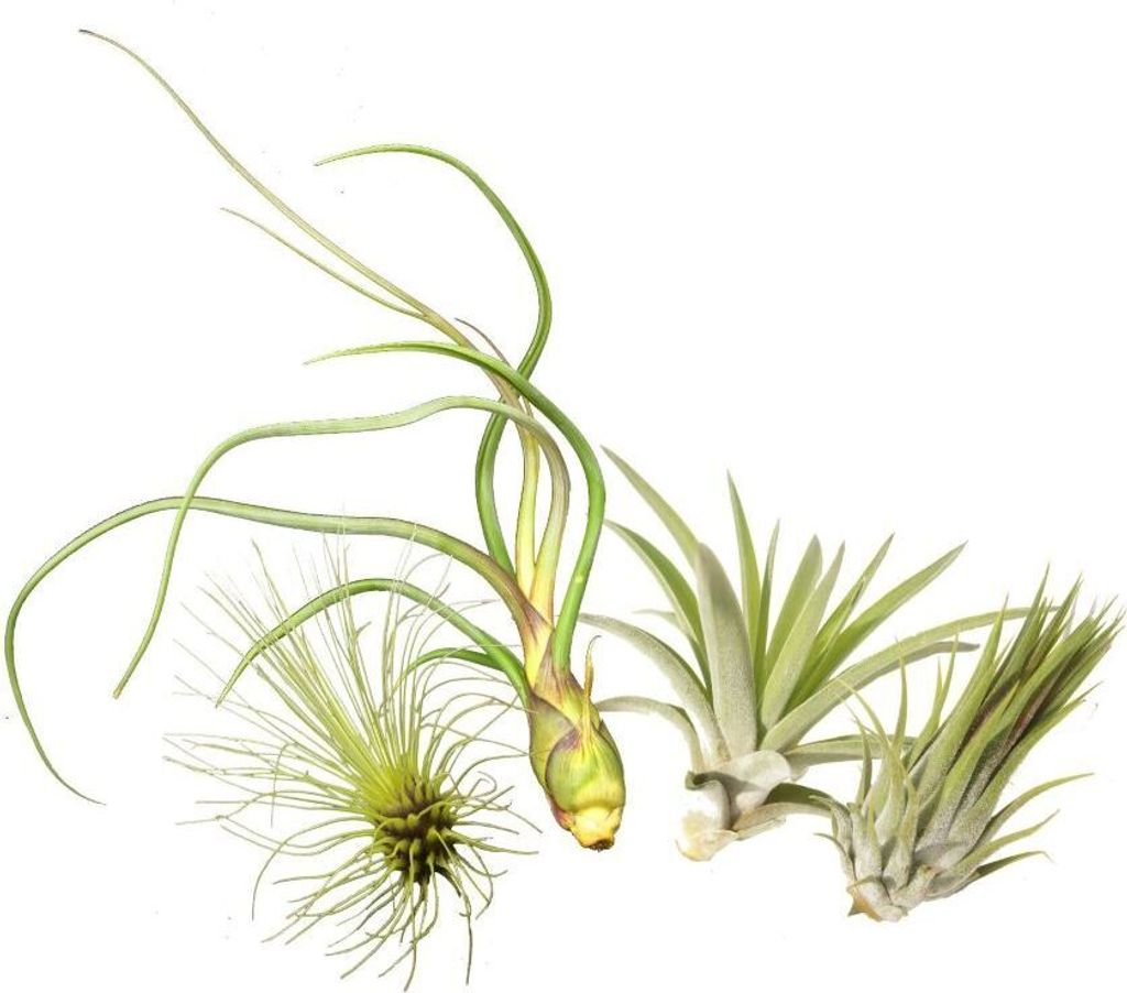 Tillandsien 4er-Mix, Tillandsia, Bromeliengewächs