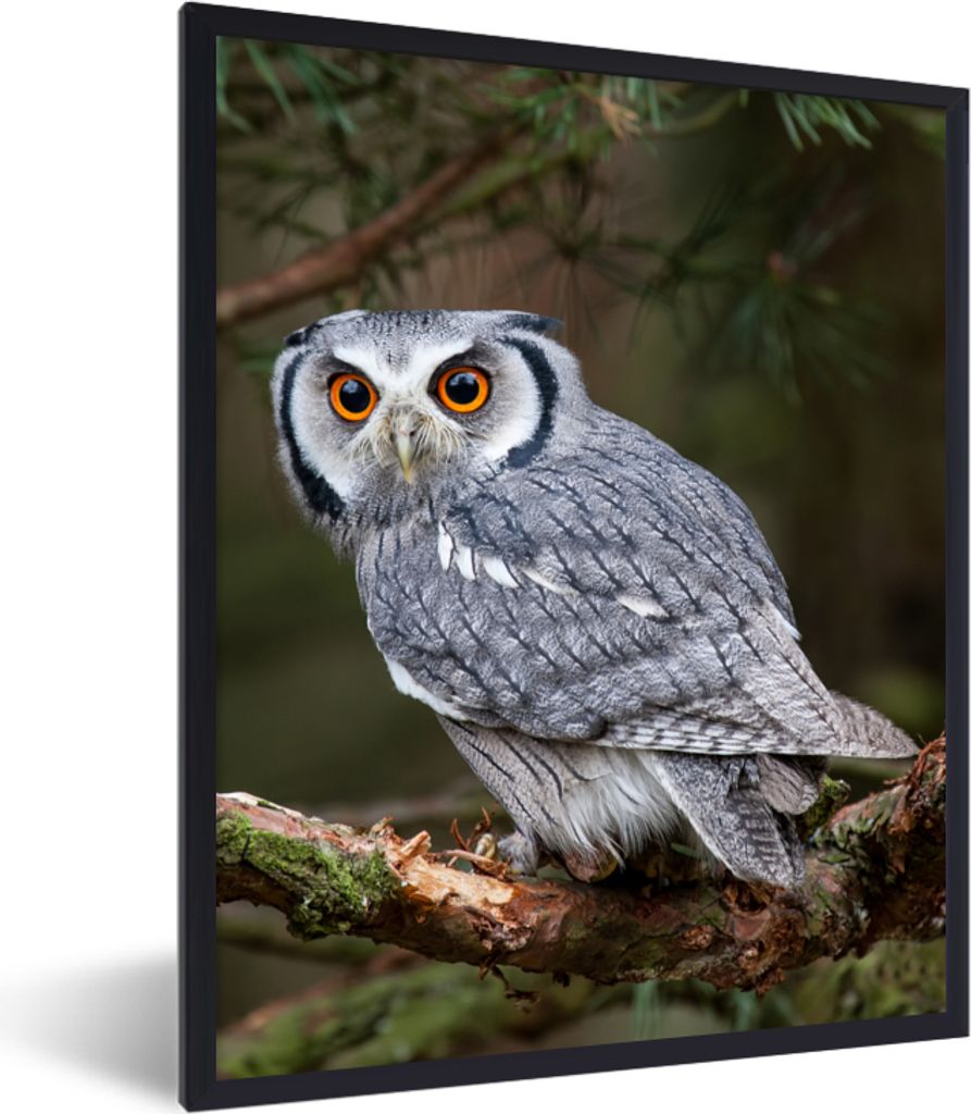 MuchoWow® Gerahmtes Poster Eule - Vogel - Äste - Natur Produktbild 