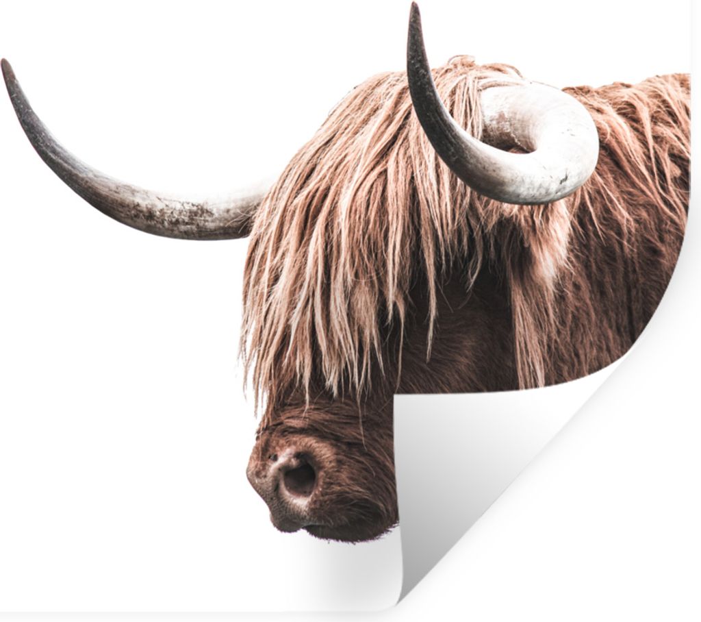 MuchoWow Wandtattoo Wandsticker Wandaufkleber Schottischer Highlander - Tier - Weiß 30x20 cm Selbstklebend und Repositionierbar - Wierderverwend...
