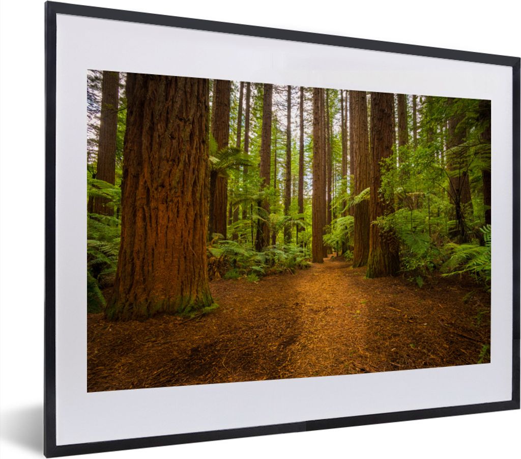 MuchoWow MuchoWow Gerahmtes Poster Bild eines Waldes mit Mammutbäumen 40x30 cm - Poster mit zchwarzem Bilderrahmen - Bilderrahmen - Poster im ...