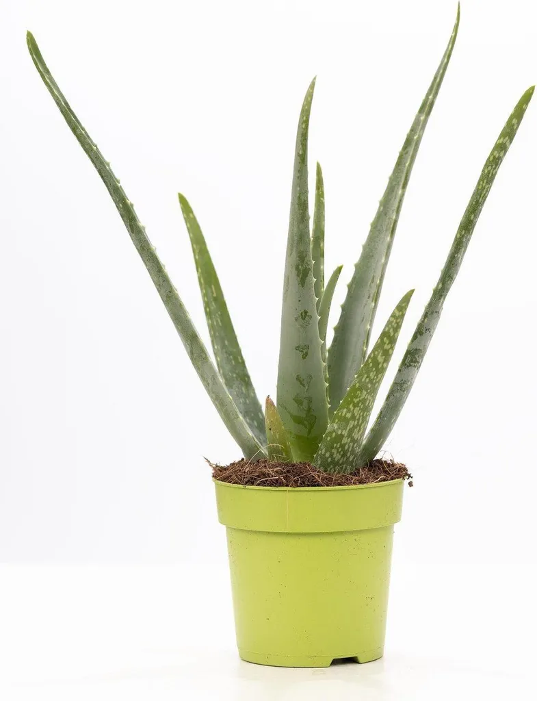 Aloe Vera pour salle de bain et bureau : Plante facile peu de lumière