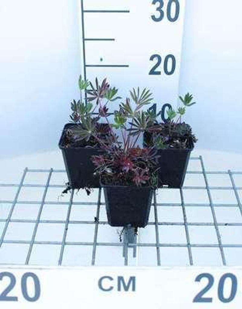 6 x Lupinus hybr. 'Gallery Red' - Lupine - Topf 9 x 9 cm