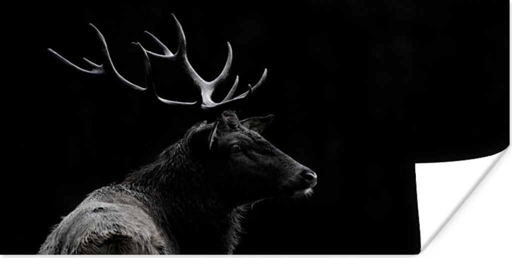 MuchoWow Poster Hirsch - Schwarz - Weiß - Geweih 80x40 cm - Wanddeko