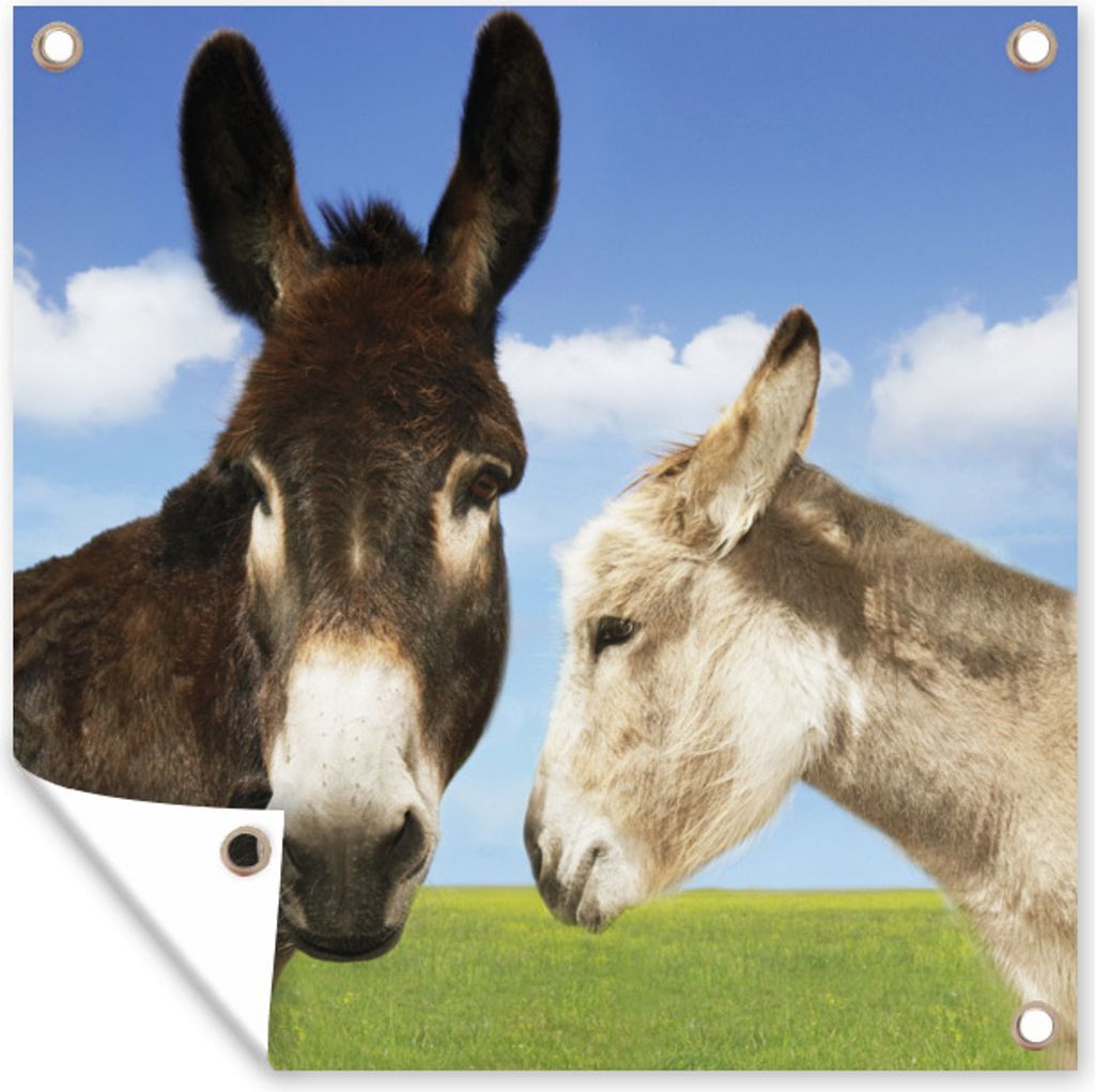 MuchoWow 100x100 cm Outdoor-Poster Gartendeko Sichtschutz Garten Poster für den Garten Esel auf dem Feld