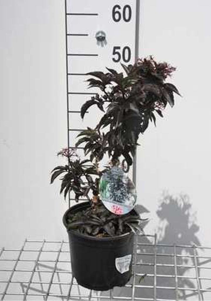Sambucus nigra 'Black Tower' ('eiffel01') - Rotlaubiger Säulenholunder 30- 40 cm - Container