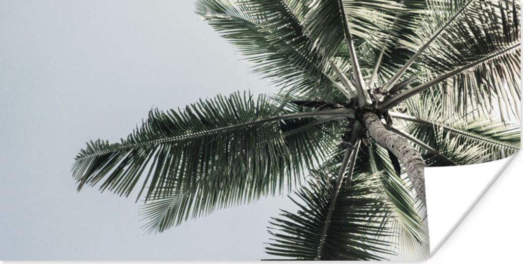MuchoWow Poster Palme - Tropisch - Sommer 150x75 cm - ohne Rahmen