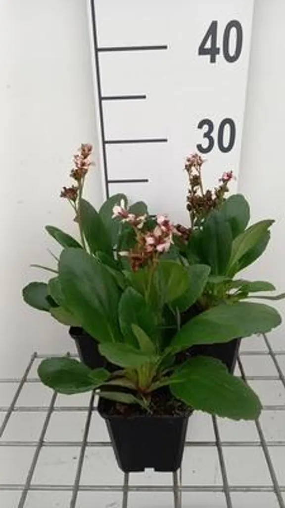 6 Bergenia Dragonfly Angel Kiss - Plantes de Jardin en Pots 9x9cm