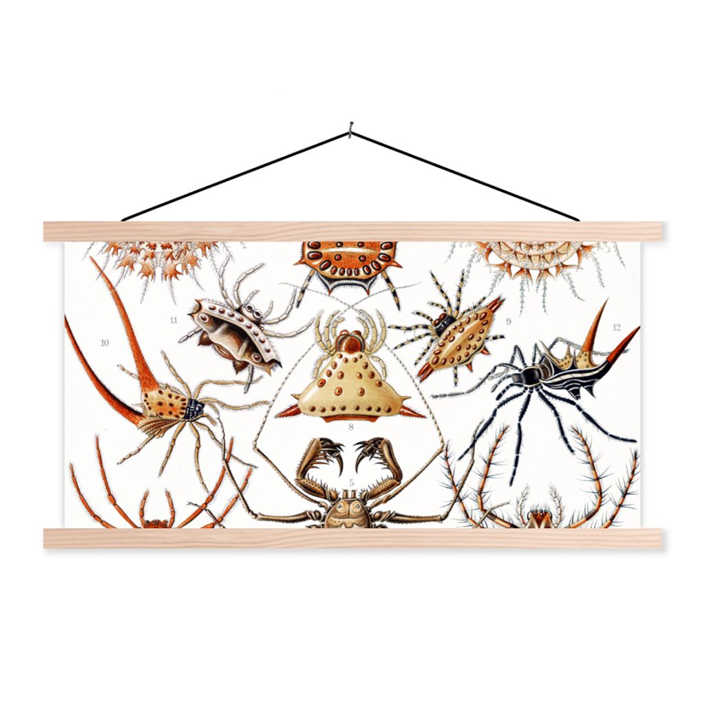 MuchoWow Textilposter Retro - Spinne - Ernst Haeckel - Spinnen 120x60 cm mit holzfarbenen Rahmen - Klemmleiste