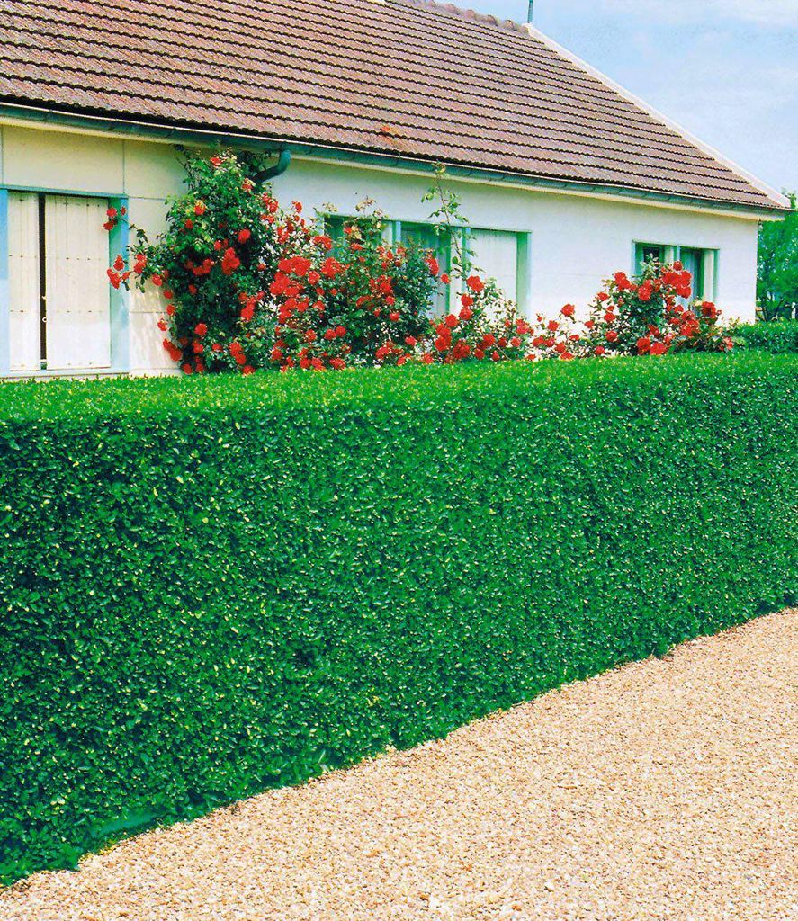 BALDUR Garten 3er immergrün Liguster-Hecke, Pflanzen Produktbild 