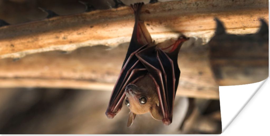 MuchoWow Poster Baby - Fledermaus - Holz 160x80 cm - Foto Poster