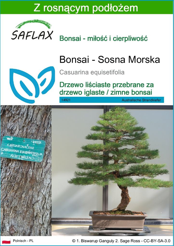 SAFLAX - Bonsai - Sosna Morska - 200 Nasiona - Z podłożem Zdjęcie produktu 