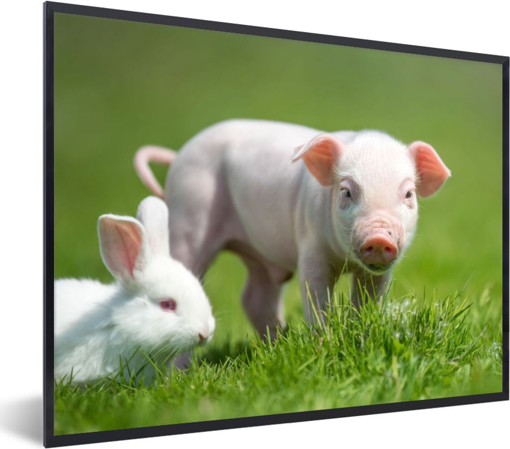 MuchoWow Gerahmtes Poster Ferkel - Kaninchen - Tiere 80x60 cm - Poster mit Schwarzem Bilderrahmen Wandposter Rahmen Foto Bilder - Schwarzem - Mit...