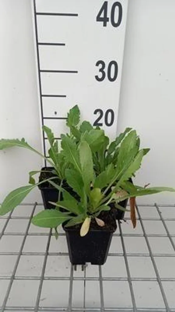 6 Gaillardia Maxima Aurea - Fleurs de Cocarde Jaunes en Pots de 9cm