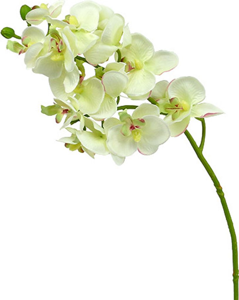 Künstliche Orchidee Hellgrün 56cm - Deko Blumenarrangement 6er Set für Tischdeko und Raumgestaltung, 6 Stück