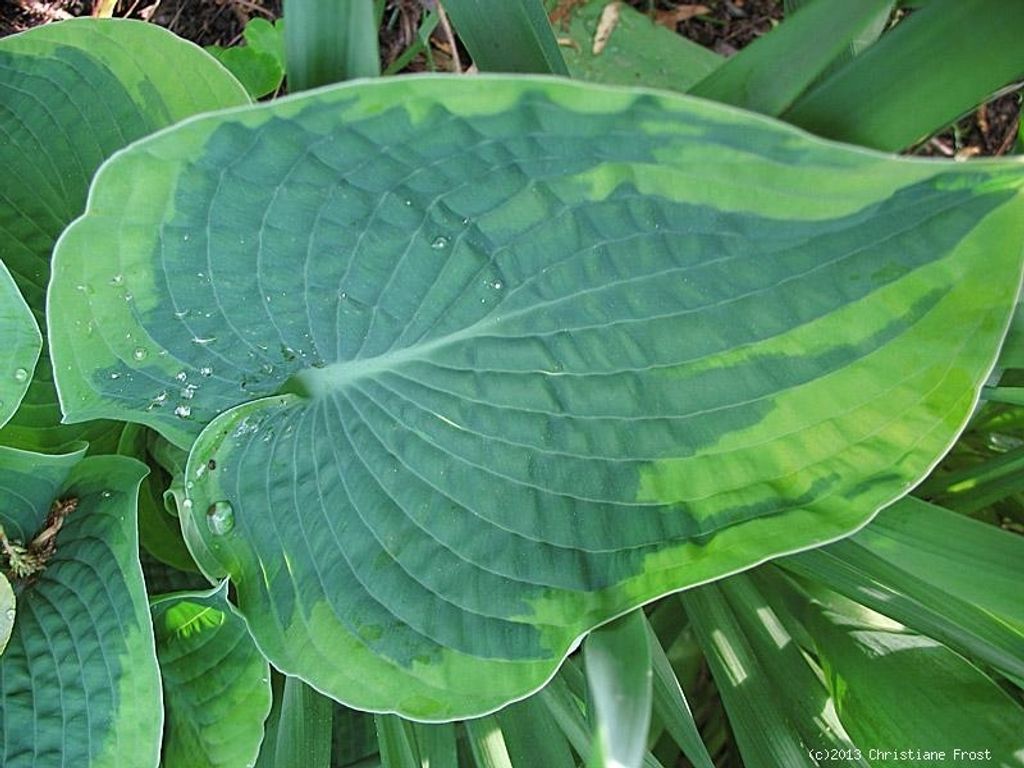 Funkie / Hosta Frances Williams, blau/gelb, Tb 11