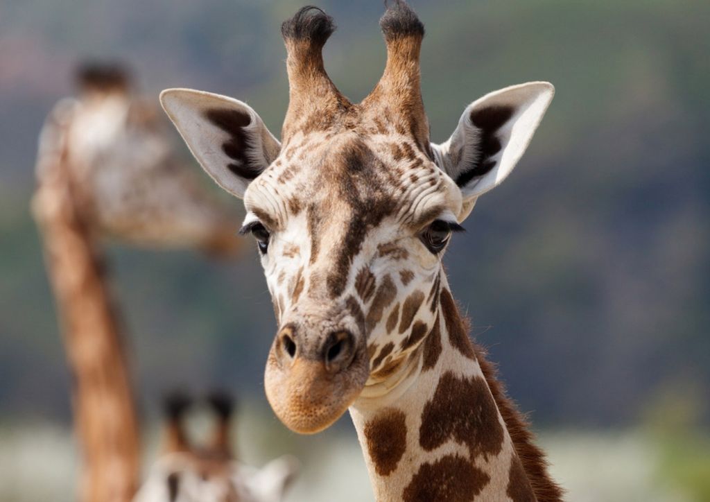 hansepuzzle 75332 - Giraffe Puzzle, 260 Teile, Tierwelt, 41,0 x 28,0cm mit hochwertiger Aufbewahrung, Kartonbox und wiederverschließbarem Beutel