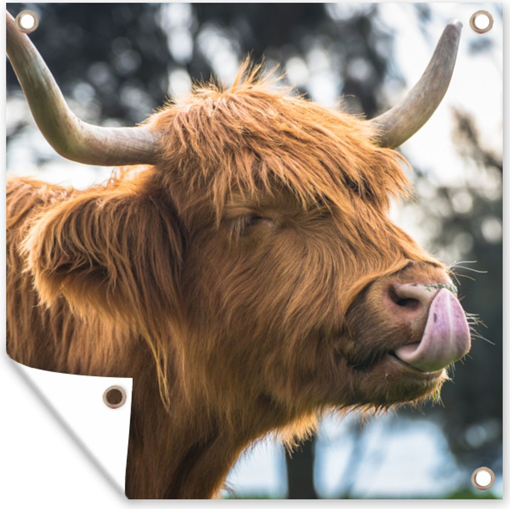 MuchoWow 50x50 cm Outdoor-Poster Gartendeko Sichtschutz Garten Poster für den Garten Schottischer Hochländer - Kuh - Frühling - Tiere